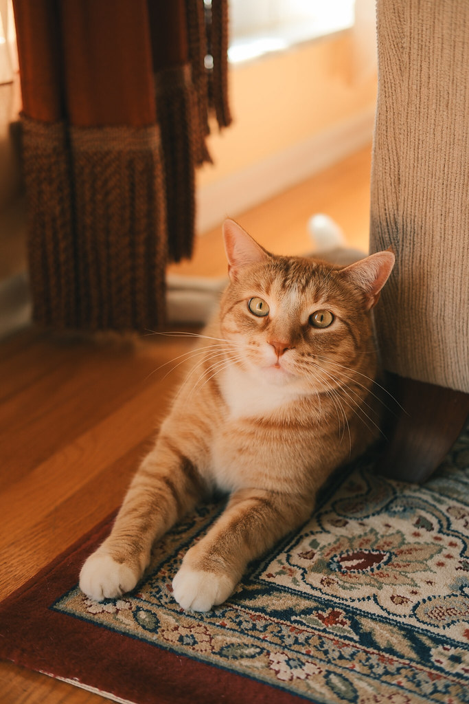 My cat, Taro